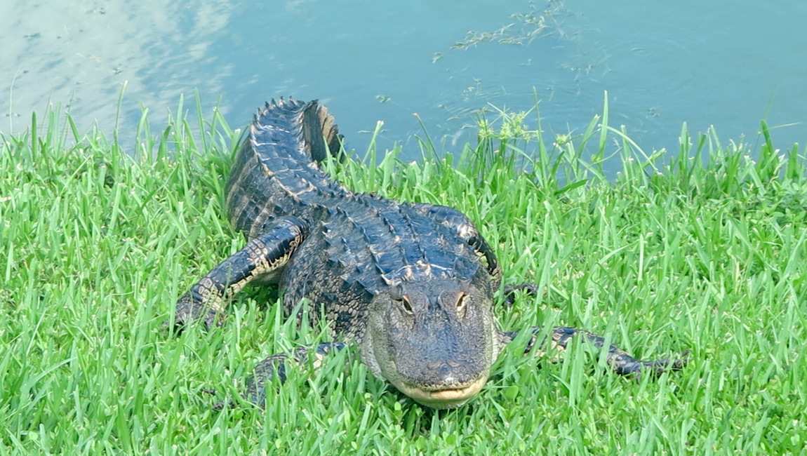 Alligator Adventure Sea Watch Resort