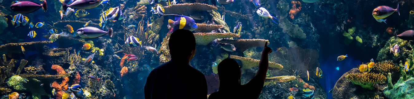 Myrtle Beach Area Information | Things To Do Near Sea Watch Resort